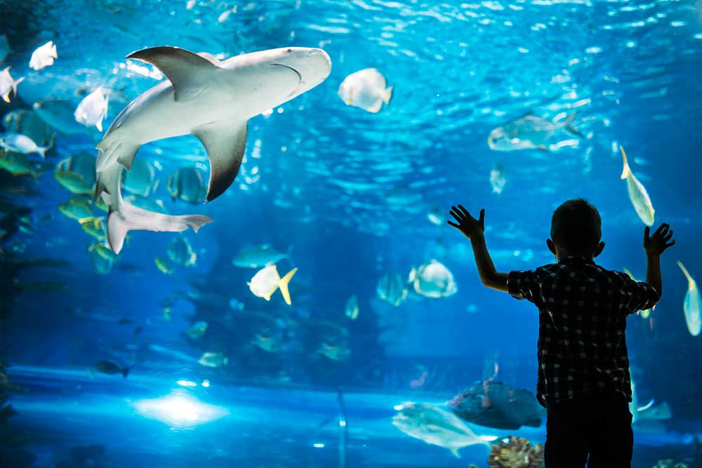 Acquario di New York