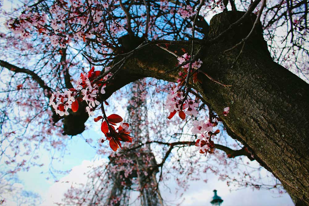 Fiori di ciliegio di Parigi