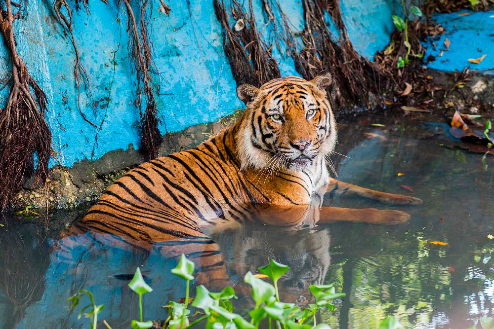 National Zoo of Malaysia