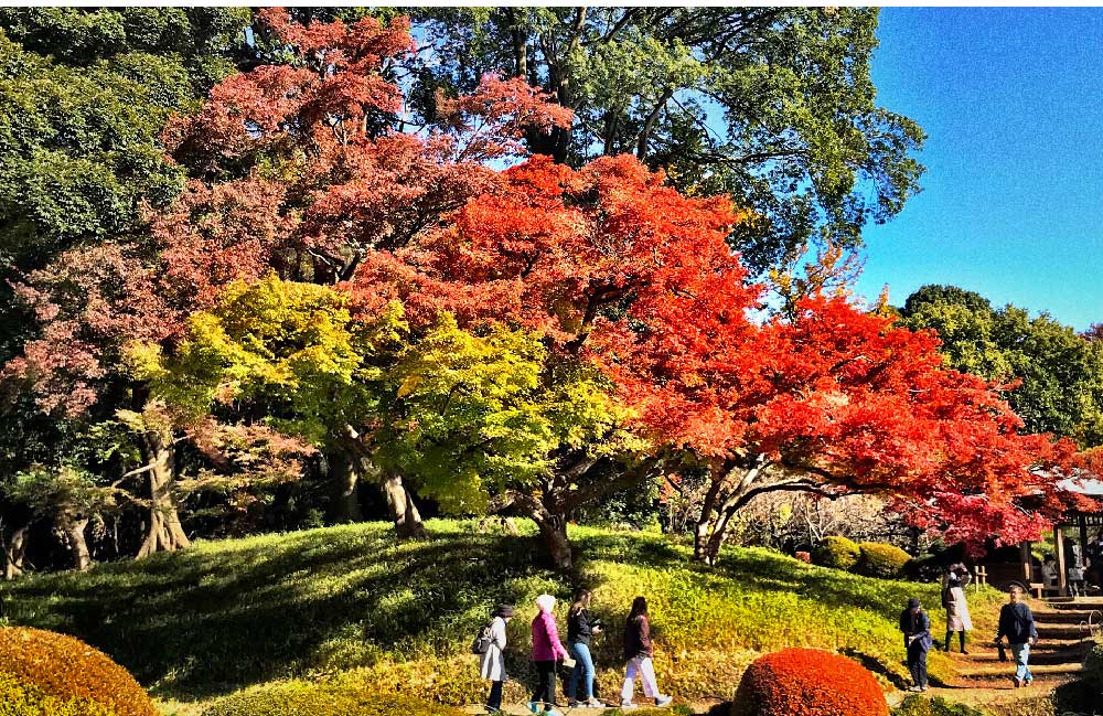 Shinjuku Gyoen