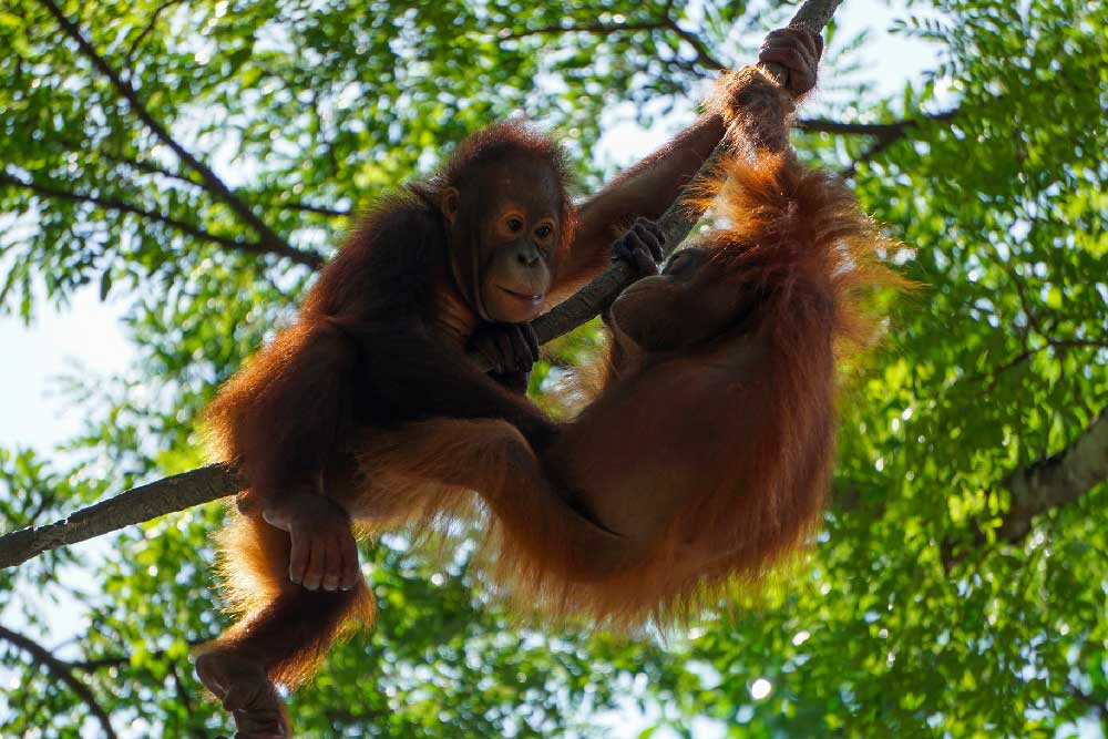 Singapore Zoo