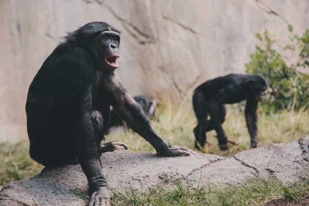 Zoo di Dusit