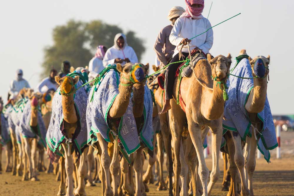 corse di cammelli