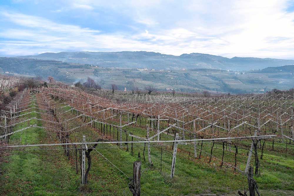 i vigneti della Valpolicella