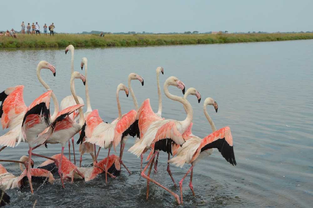 Salina di Cervia