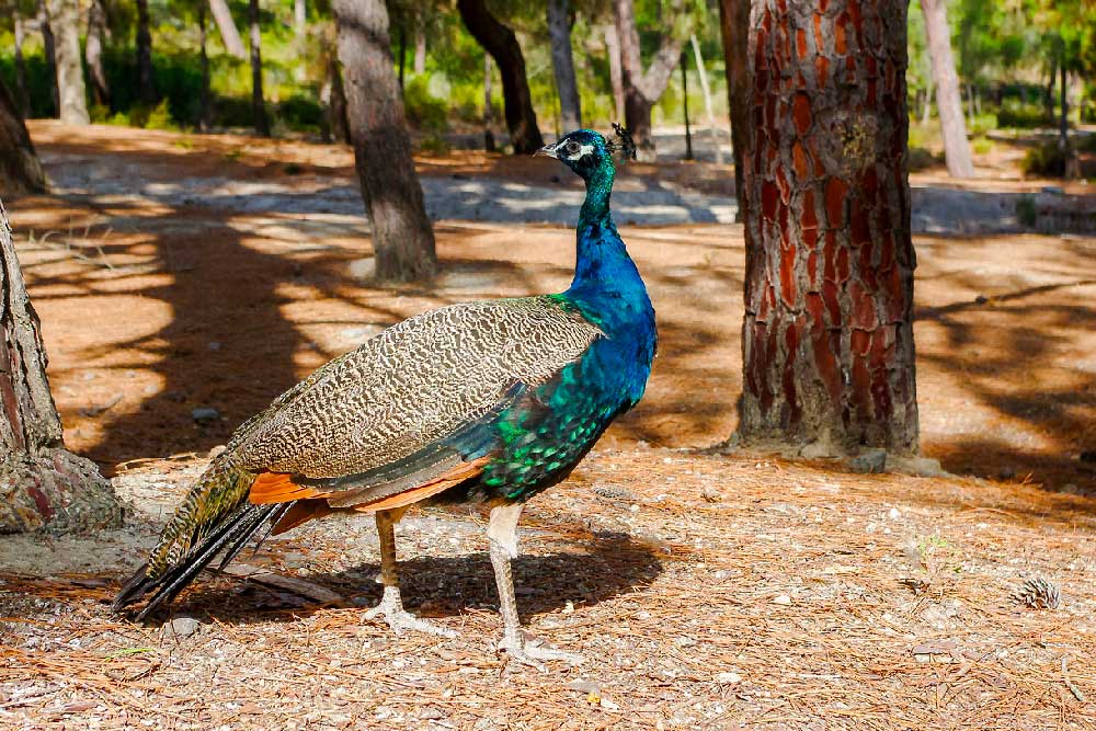 Foresta di Plaka Kos