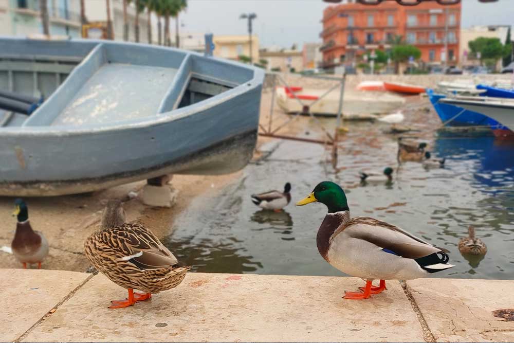 Porto Cesareo