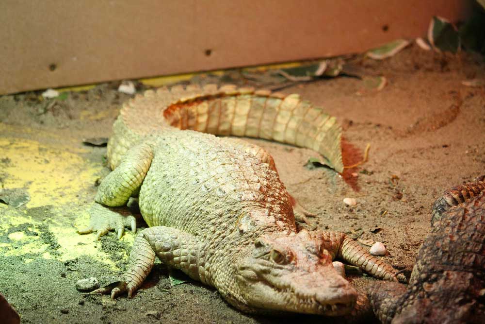 Parco Tropicarium Jesolo