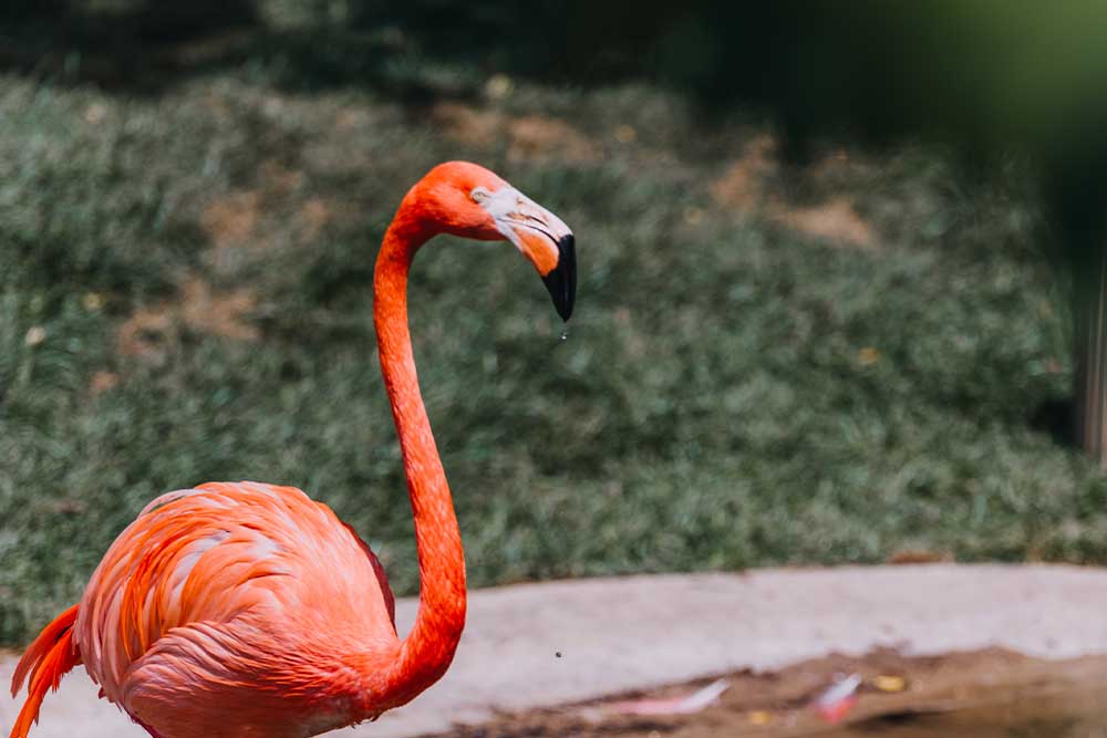 Zoo Punta Verde