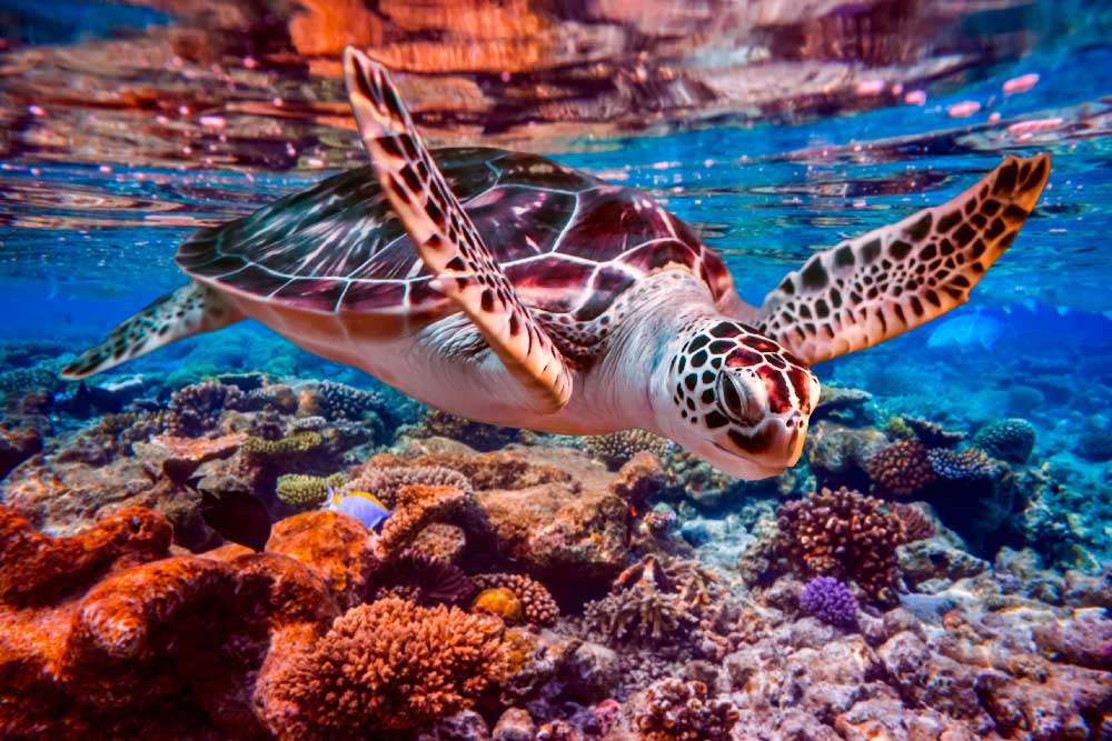 l'Acquario Sea Life Jesolo