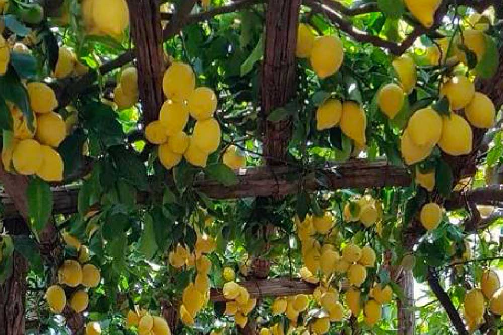 Sentiero dei limoni