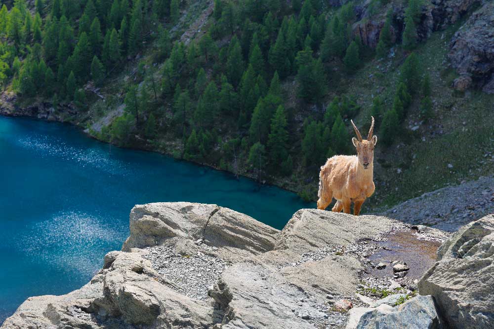 Parco Nazionale del Gran Paradiso